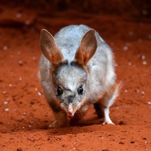 Protecting our Australian ground dweller, the Ninu (Greater Bilby)